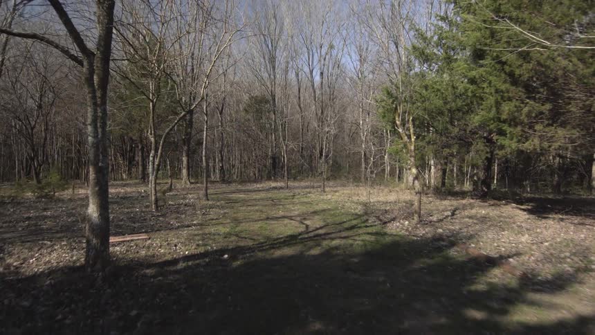 Trees without leaves stand tall in a field