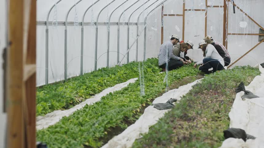 People work in a greenhouse