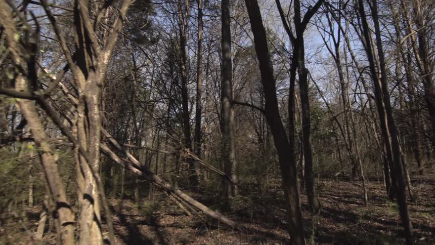 Trees scatter through the dense forest