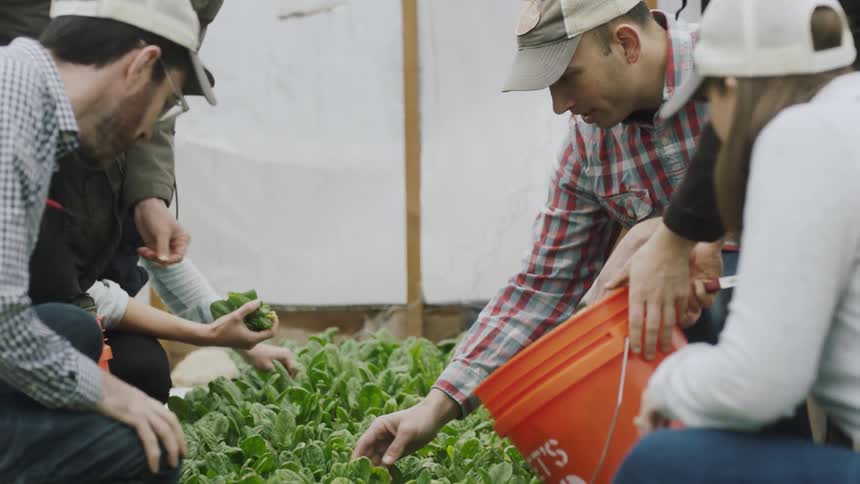 People pick crops in a greenhouse