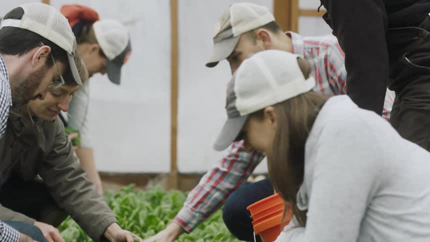 People pick crops