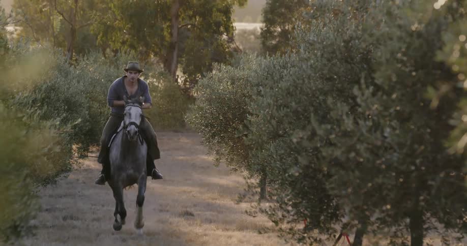 A man rides a running horse through an olive tree orchard