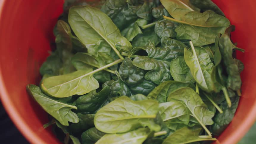 Leafy greens are collected in a red bucket