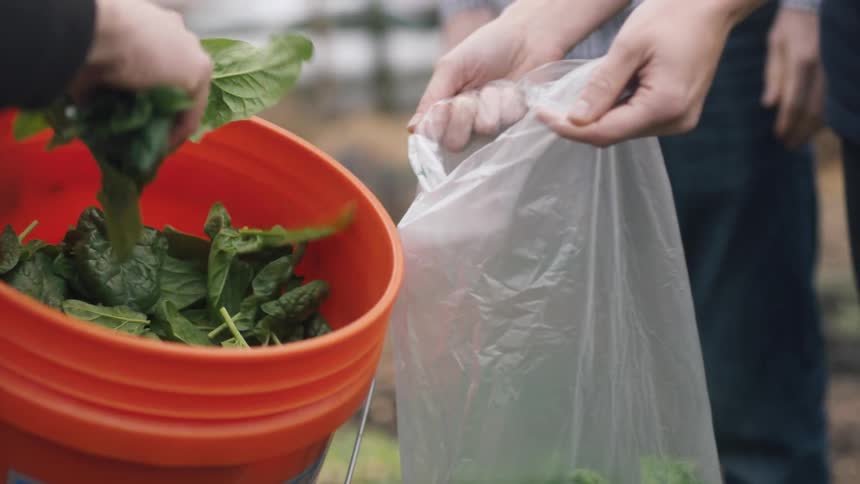 A worker places lettuce into a clear plastic bag