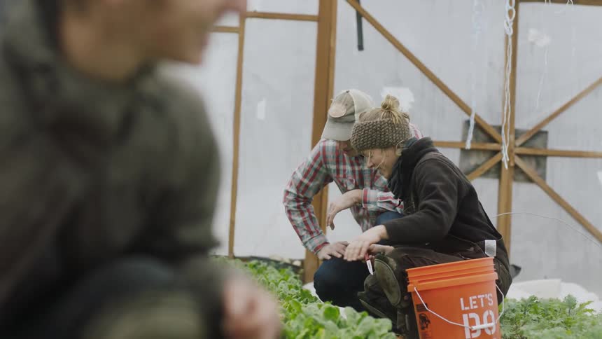 People pick crops in a greenhouse