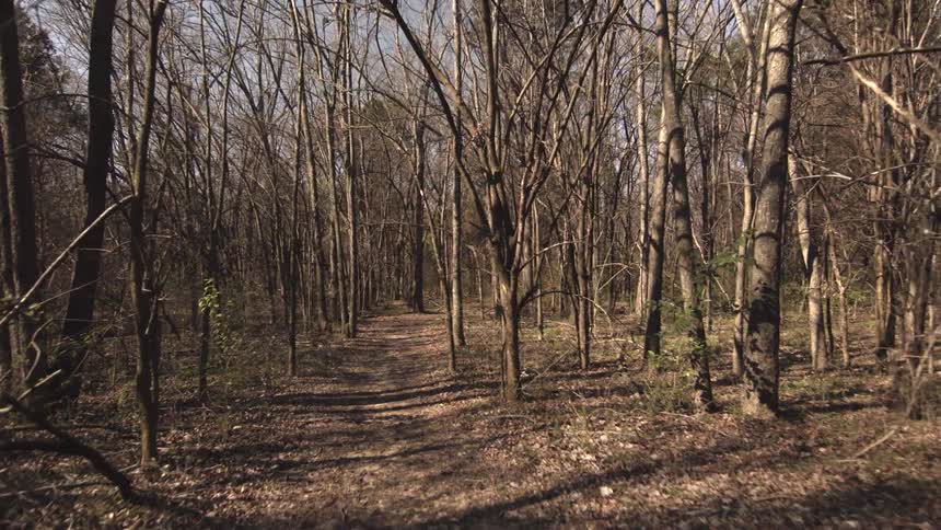 The forest is bare and a trail runs through it