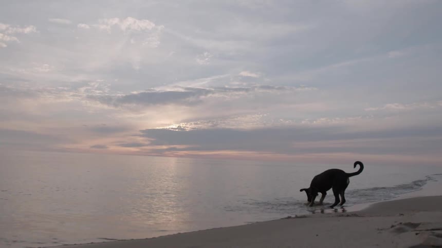 A dog playing in the water at the beach