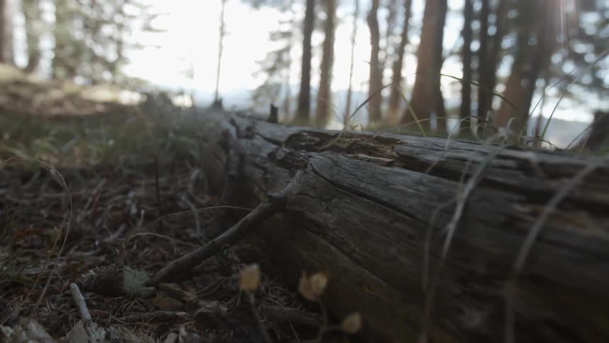 A dead fallen tree surrounded by grass