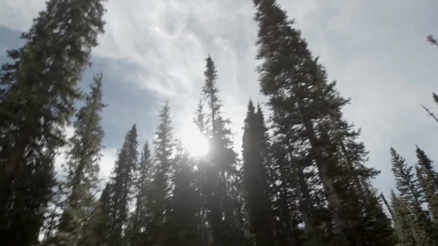 The sun shines between pine trees on a cloudy day