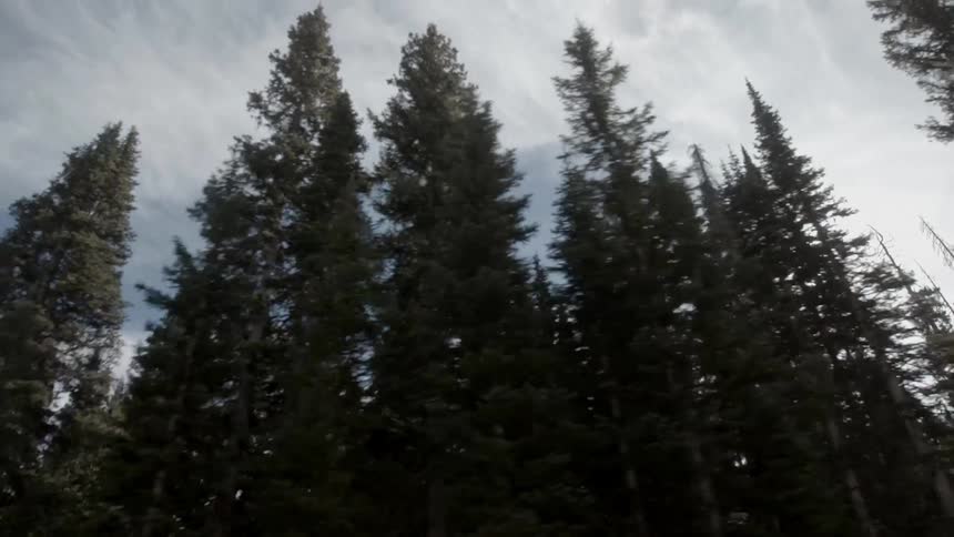 Sunlight streams through tall pine trees in the woods