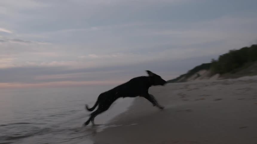 Dog plays in the water at the beach