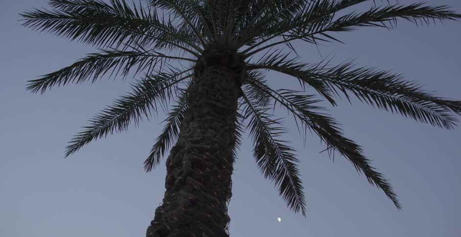 A palm tree towers overhead on a clear day