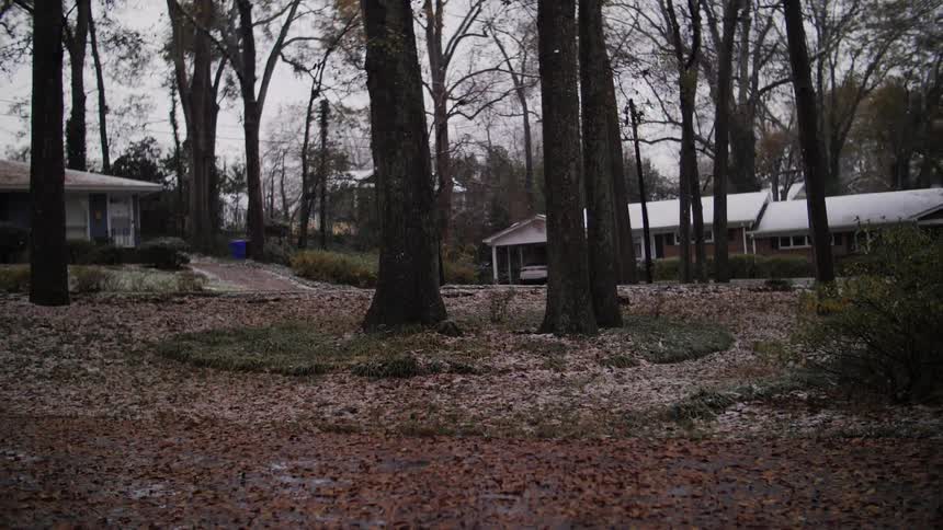 Snow falls in a circle of trees