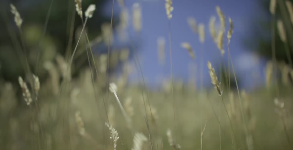 Wind blows through grass in a sunny field