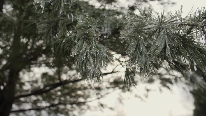 Ice covers pine needles on a tree