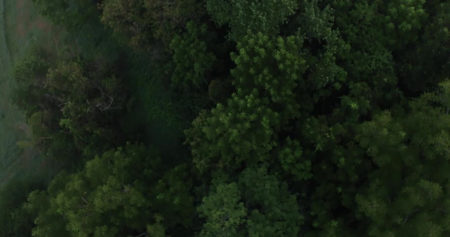 View of thick green trees from above