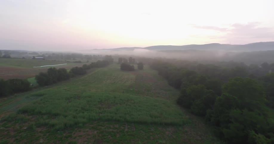 Aerial view of a forest