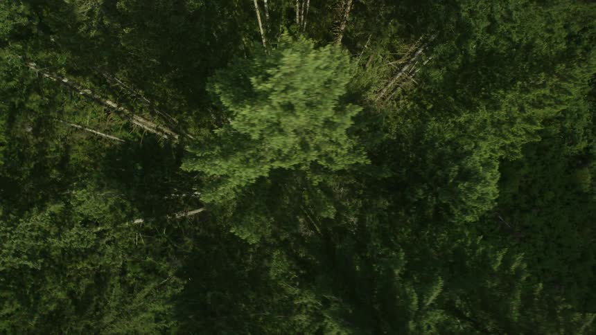 Trees are seen from above