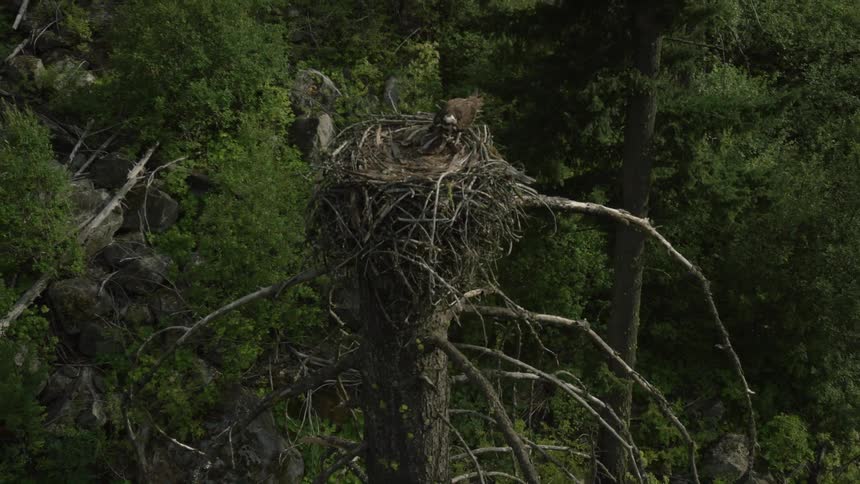 A view of a bird nest on the top of a tree