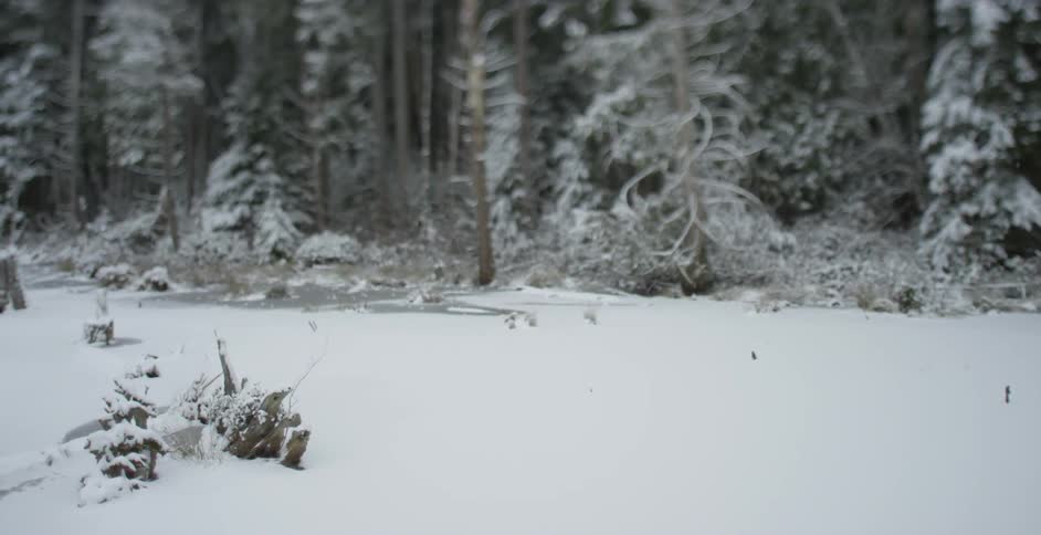 Snow covered forest floor