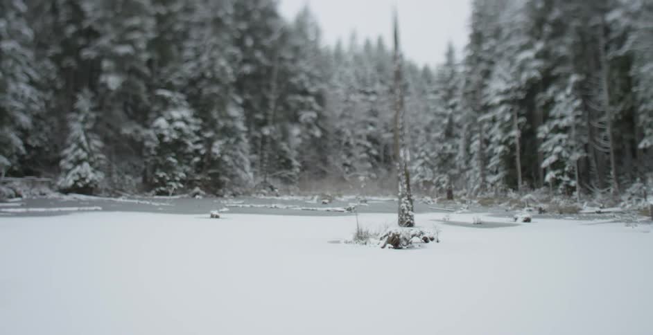 A forest covered in snow