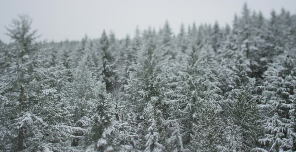 Aerial view of a snow covered forest