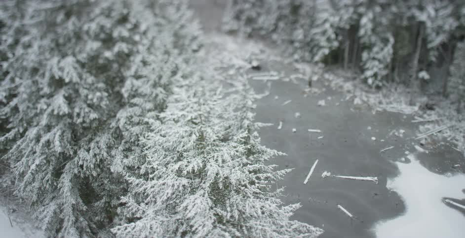 Snow covers trees and the ground in a forest