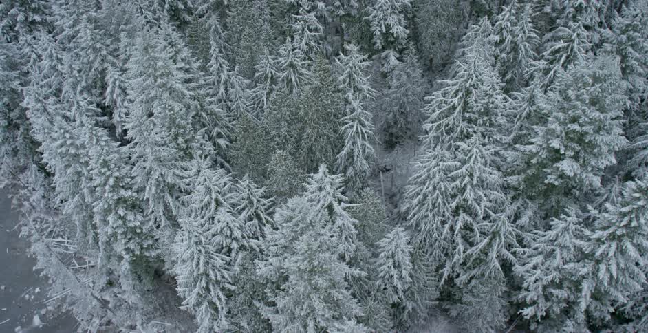 A forest covered in snow