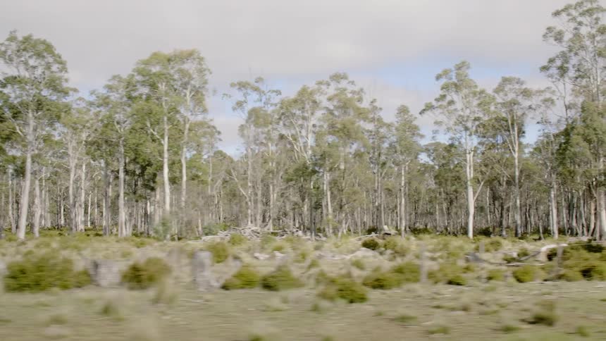 Trees blow gently under a cloudy sky