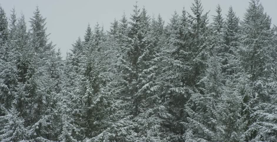 View of a forest covered in snow on a cloudy day