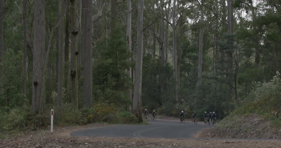 People riding bikes down a tree lined street