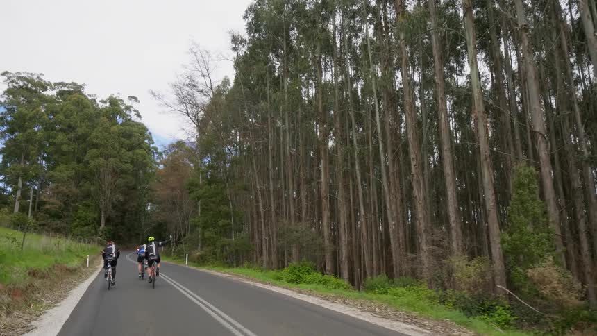 Bicyclists ride near tall trees on a rural road