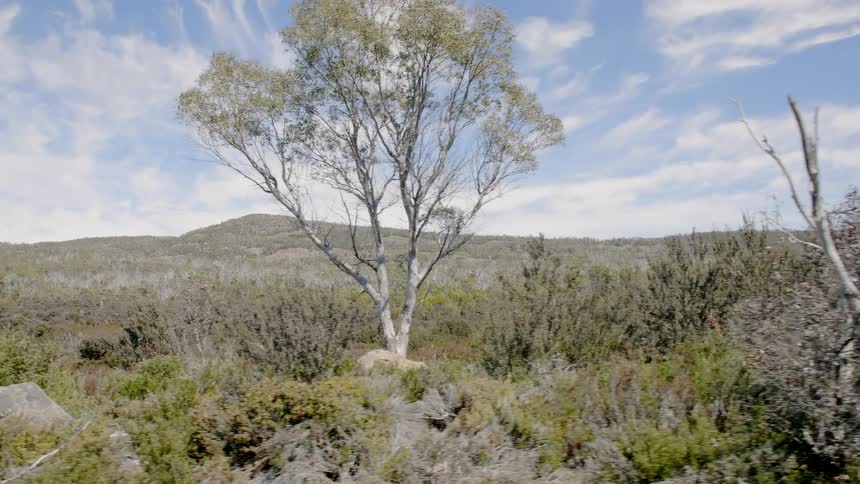 Trees surrounded by small bushes