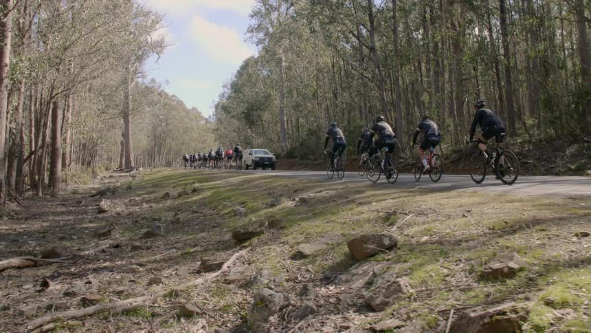 Bicyclists ride on a tree lined road