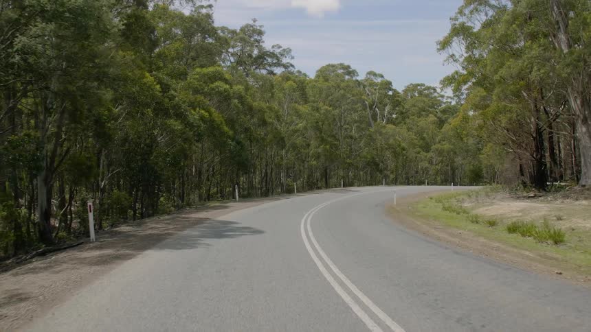 A dense jungle of trees line the bend in a road
