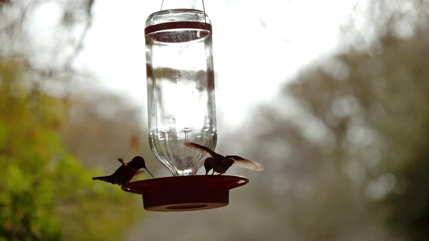 Two hummingbirds feed at a feeder