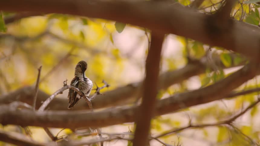 Bird sits on a tree branch