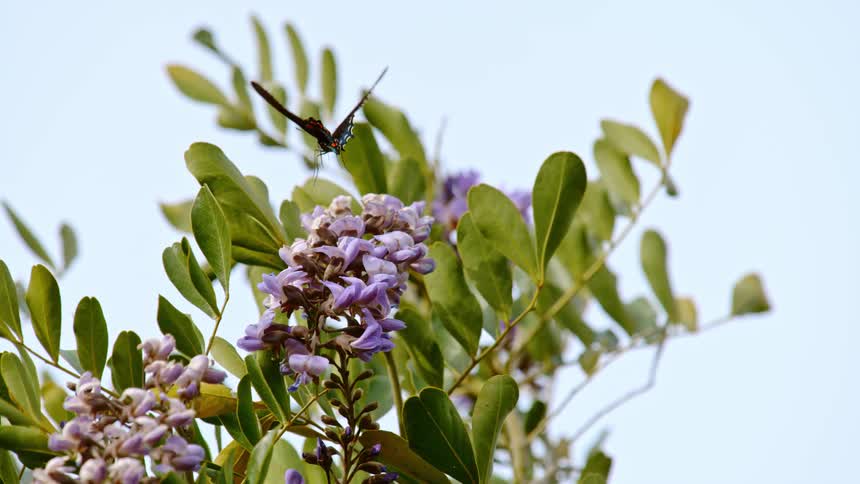 A butterfly sits atop buds on a tree