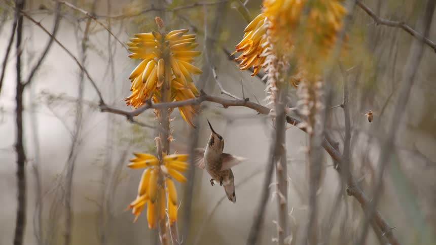 A hummingbird feeds while flapping in place