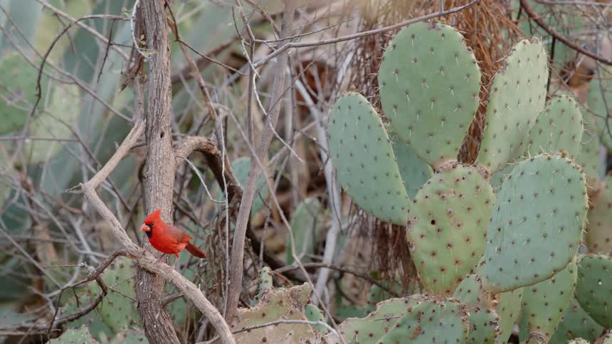 A red cardinal sits near a cactus