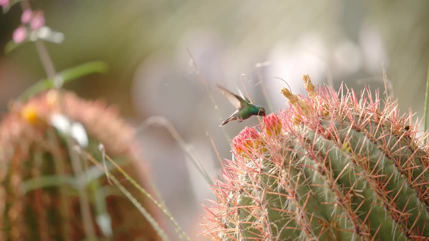 A hummingbird hovers over a flowering cactus and then drinks