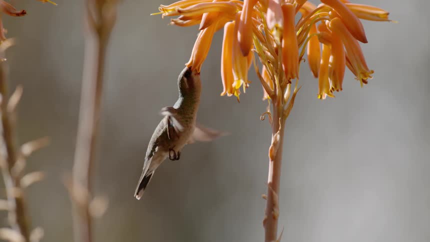 A hummingbird is feeding on a flower