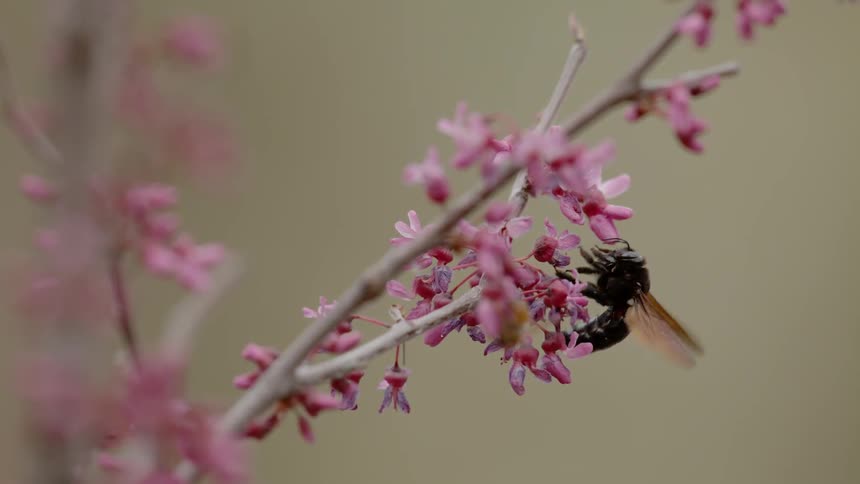 A bee flaps its wings while drinking nectar from a blossom