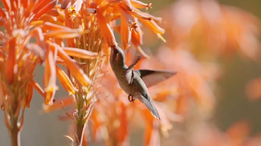A small bird hovers by a flower for nectar