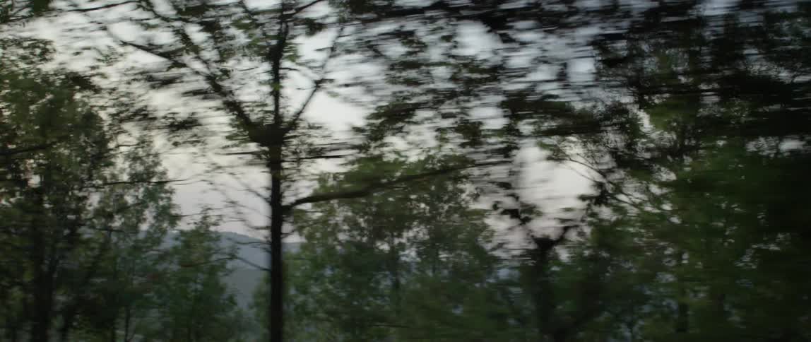 Trees stand in the mountains