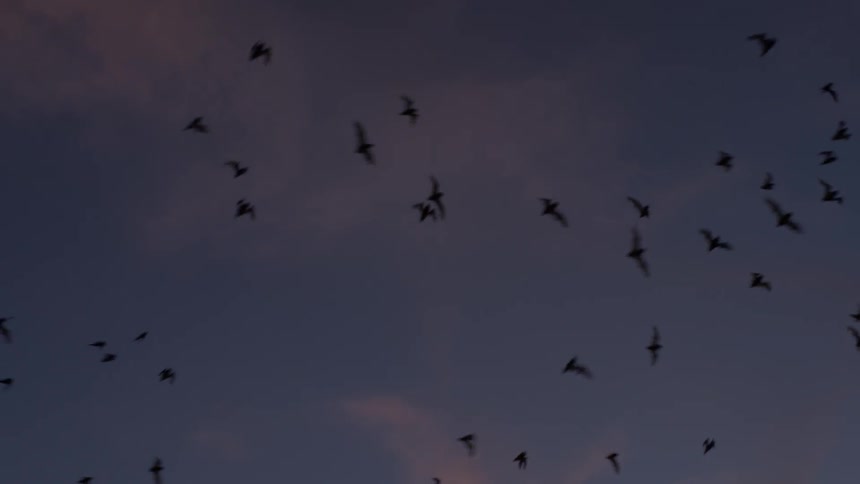 Bats flying in the sky at dusk