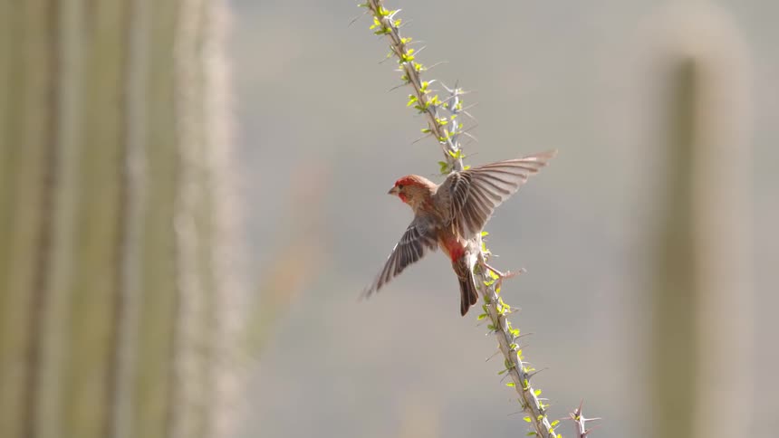 A bird flies away from a cactus branch