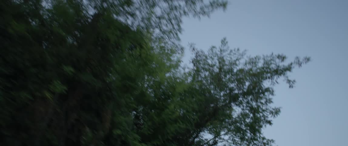 Thickly leafed tree limbs