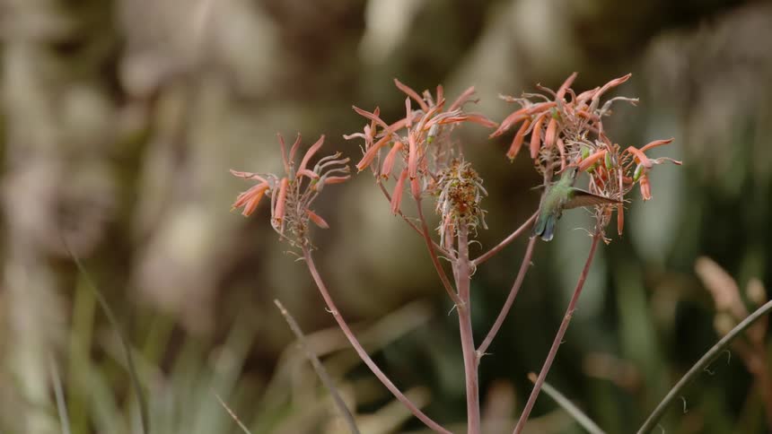 A bird hovers by a flower