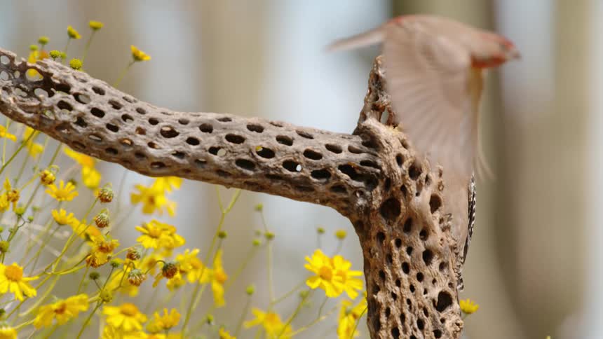 A woodpecker perches on a tree stump